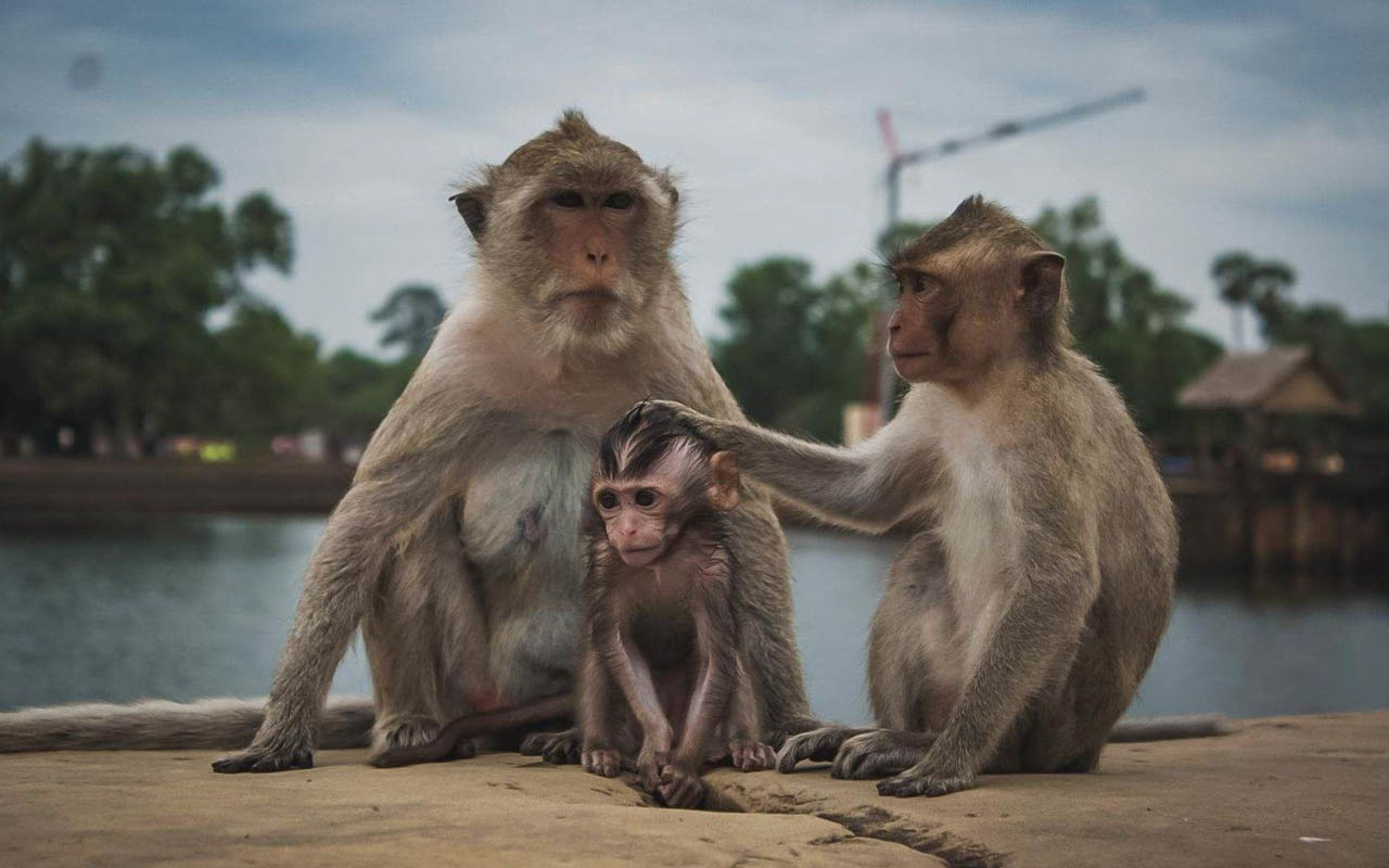 a family of 3 monkeys sitting on a