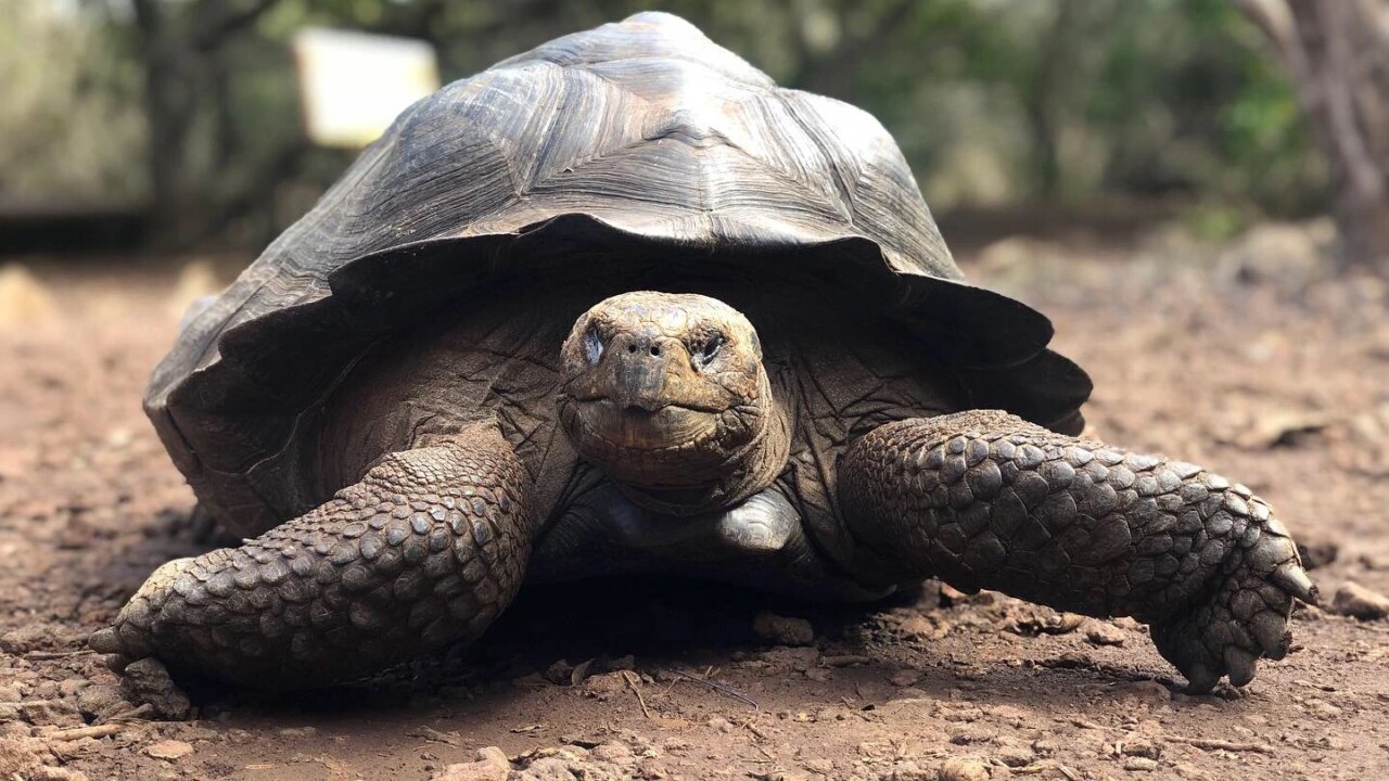 VISIONS: Sustainable Tourism in the Galapagos-Summer 2020