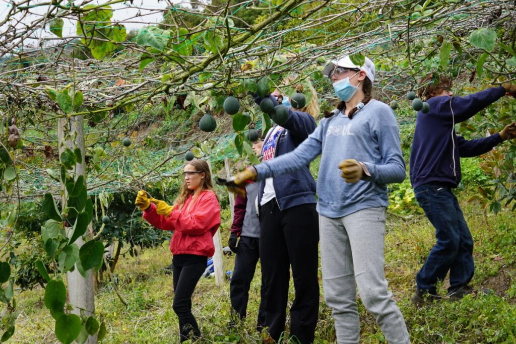 Teen Volunteers pick fruit on organic farm for sustainable tourism efforts in the Galapagos