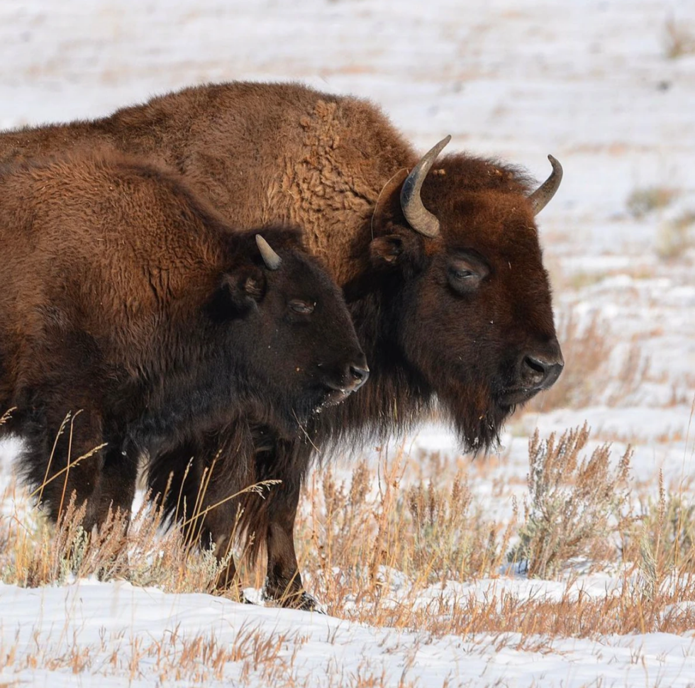 Our Traditional Bison Harvest - Visions Service Adventures