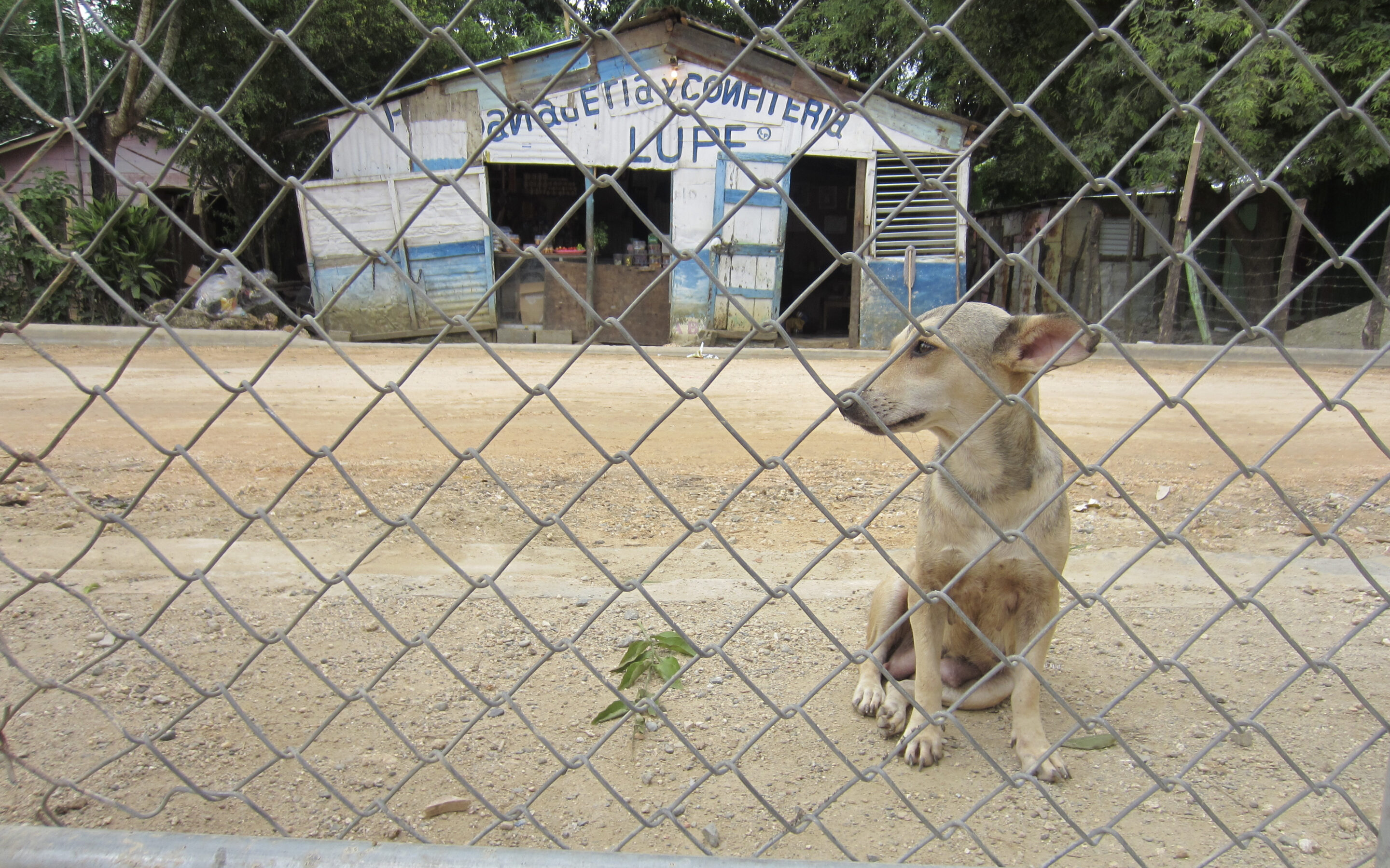 Empathy in Action: High School Volunteers Join Veterinary Effort in the D.R.