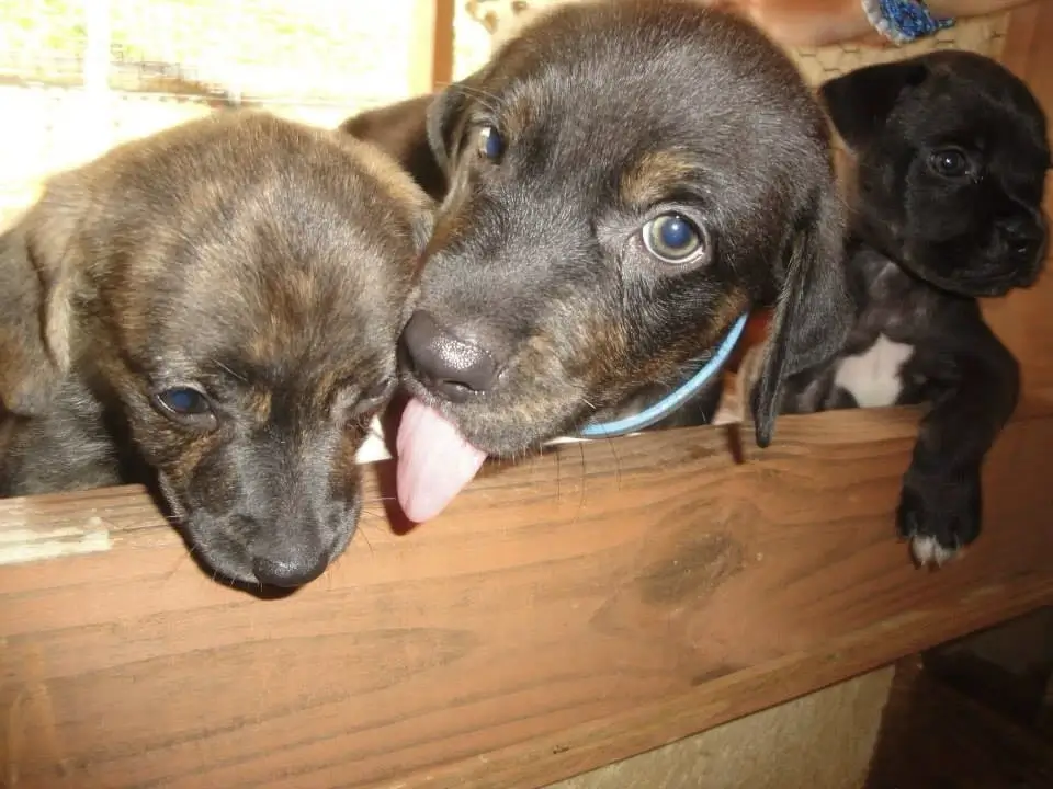 Animal-Shelter-Support-1 Animal-Shelter