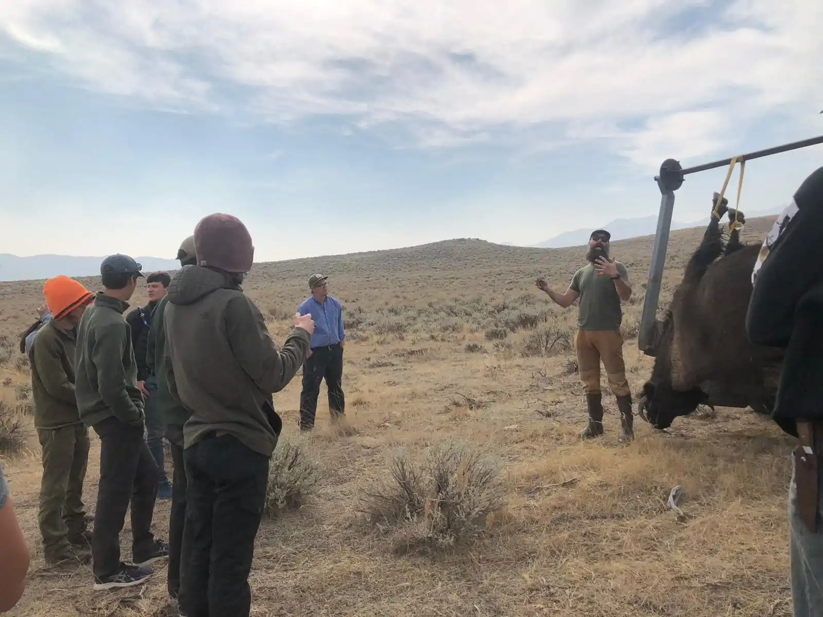 Bison