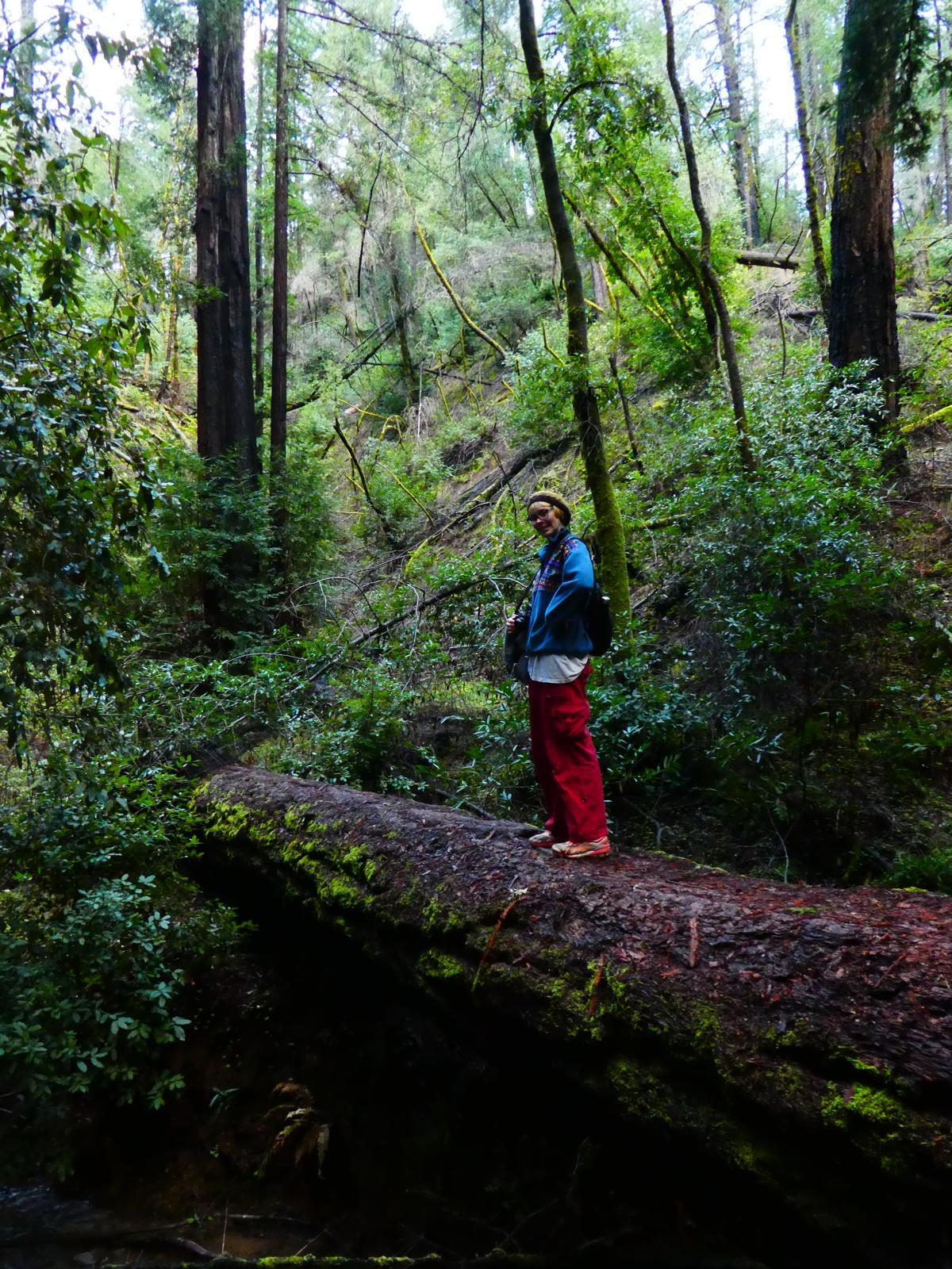 A person in a blue jacket and red pants stands on a mossy fallen tree in a lush, green forest surrounded by tall trees and dense foliage.
