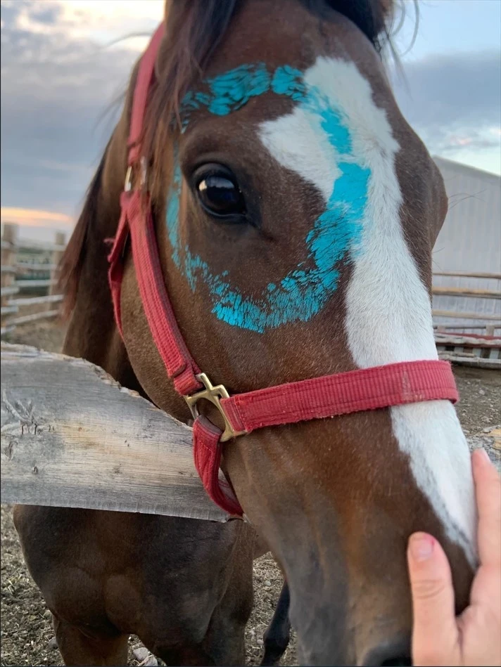 Chazz-VISIONS-Partner-Relay-horse-2-600x800-1