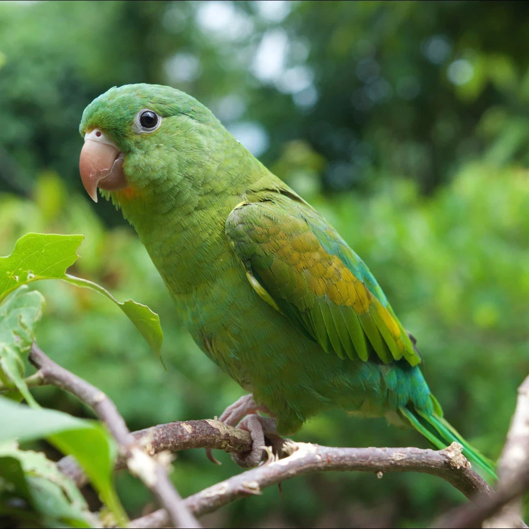 VISIONS Nicaragua Bird