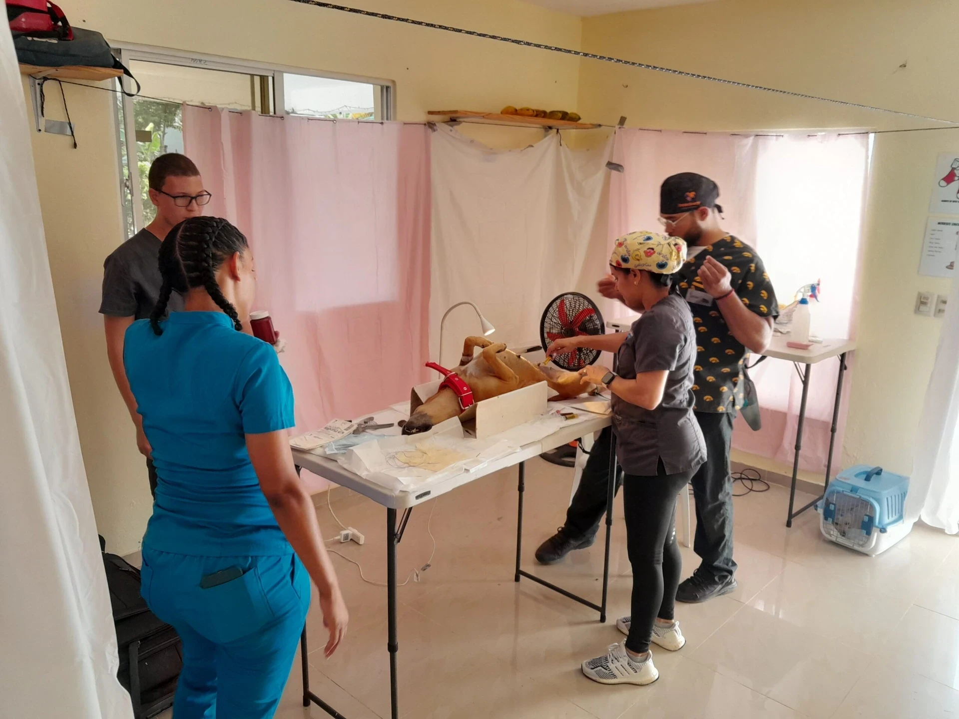 VISIONS teens assist local Dominican veterinarian during a spay and neuter initiative. One volunteer is monitoring a dog’s hydration while under anesthesia