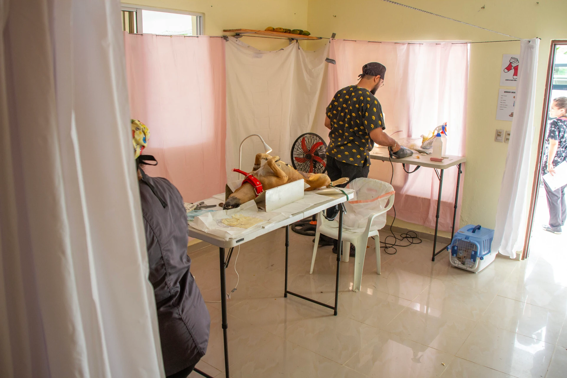 A dog under anesthesia getting (spayed neutered I can’t see it, you tell me) with the help of the veterinarian and teen volunteers Leyri Garcia, VISIONS Program Director in the Dominican Republica