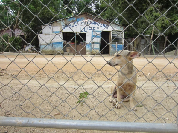 Empathy in Action: High School Volunteers Join Veterinary Effort in the D.R.